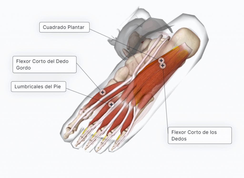 sistema musculo-esquelético